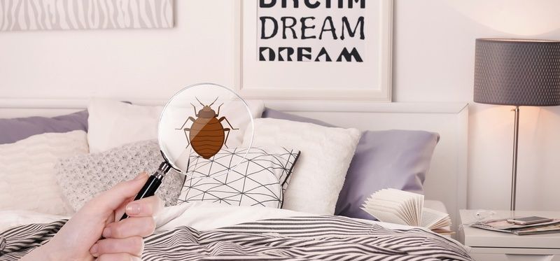 Comment pr&eacute;venir une infestation de punaises de lit ?